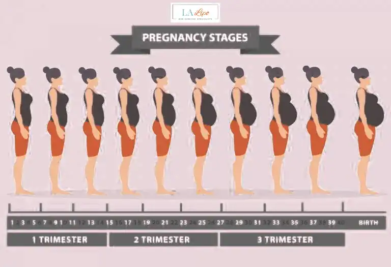 First Trimester (Weeks 1–12): Early Changes You Might Not Notice Norfolk